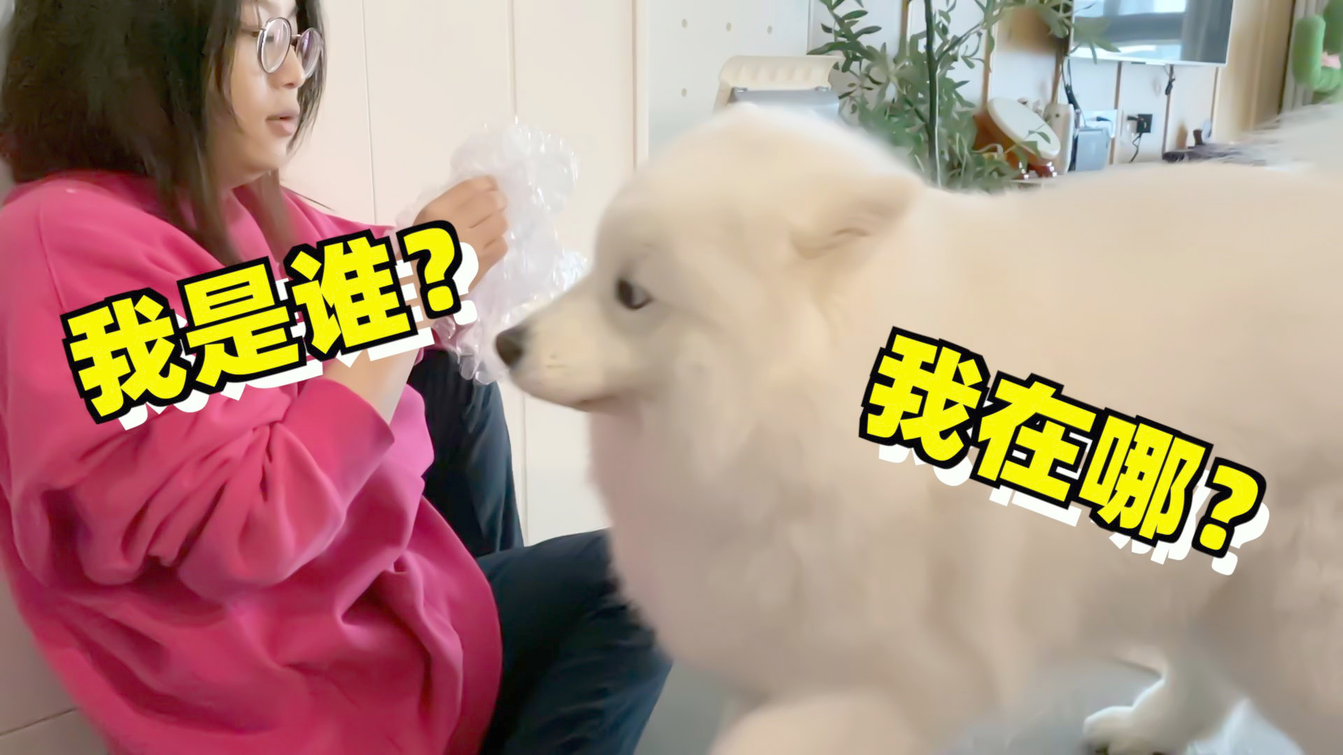 妈妈快递拆出一张气泡纸,萨摩耶软糖想玩又害怕,胆子还没有猫大【两个人一条狗】